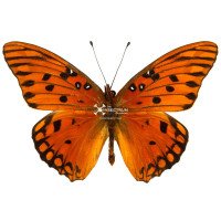 AGRAULIS VANILLAE